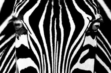 Mini Mural Zebra