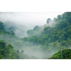 Fotomural Selva tropical en la niebla
